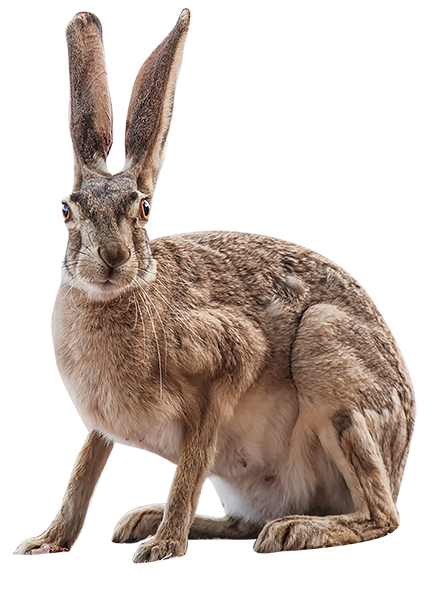 Jackrabbit