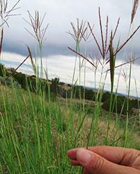 A hand holding some bluestems