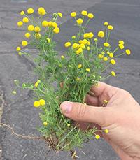 A hand holding some stinknet plants with their distinctive yellow flowers